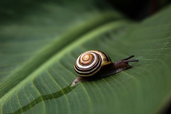 Eine kleine Schnecke mit geringeltem Haus kriecht über ein Blatt und hinterlässt darauf eine Schleimspur.