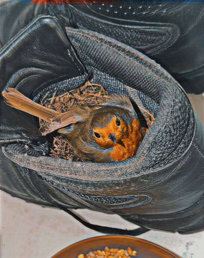 EiN Rotkehlchen sitzt in einem grauen Stiefel und brütet.