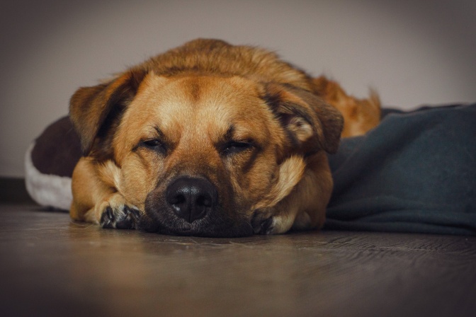 Ein Hund mit kurzem hellbraunem Fell liegt schlafend auf dem Boden.